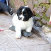 Chiot Landseer Faun et Combo z laderova